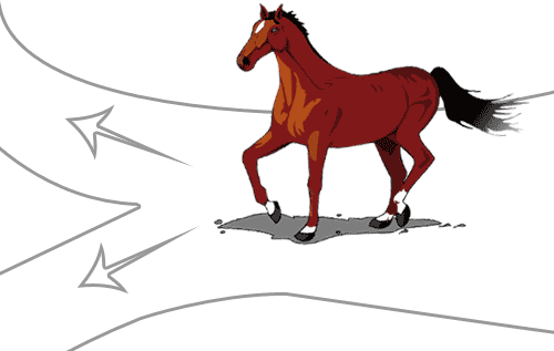 老马识途 - lǎo mǎ shí tú