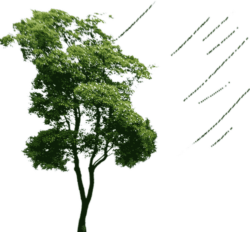 树大招风 - shù dà zhāo fēng