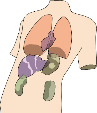 五脏六腑 - wǔ zàng liù fǔ