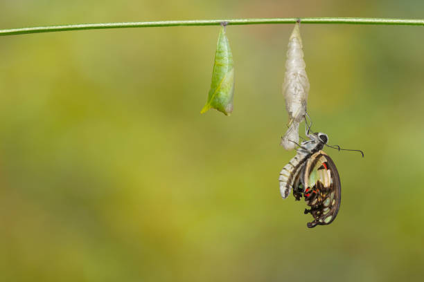 变样 - biàn yàng