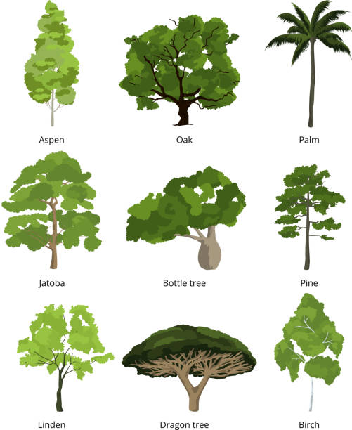 树种 - shù zhǒng