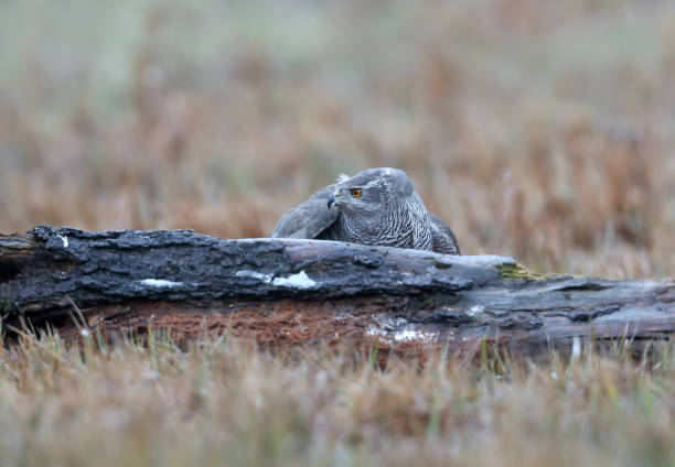 苍鹰 - cāng yīng