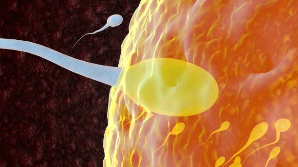 授精 - shòu jīng