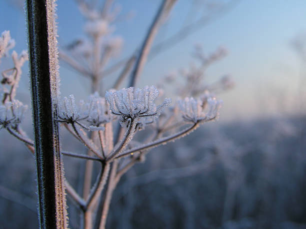 霜天 - shuāng tiān