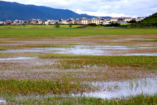 成林 - chéng lín