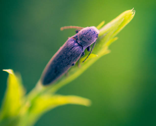 懒虫 - lǎn chóng