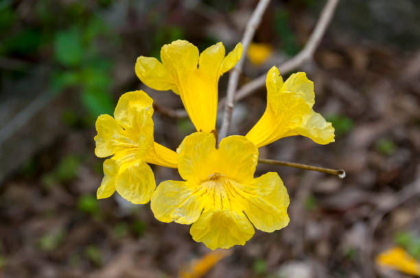 黄金 - huáng jīn