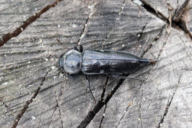 角锥 - jiǎo zhuī