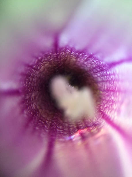 花腔 - huā qiāng