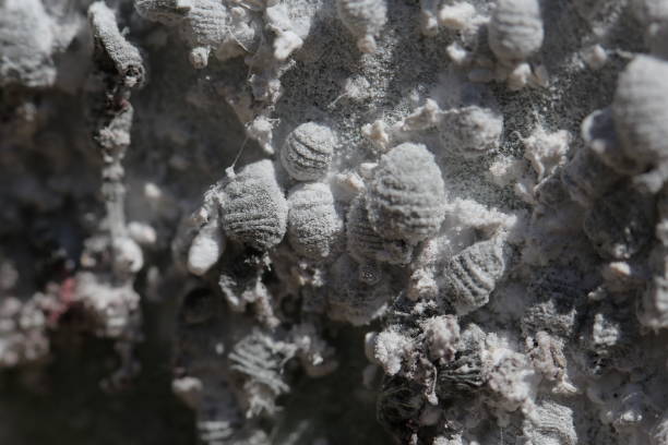 中觉 - zhōng jué