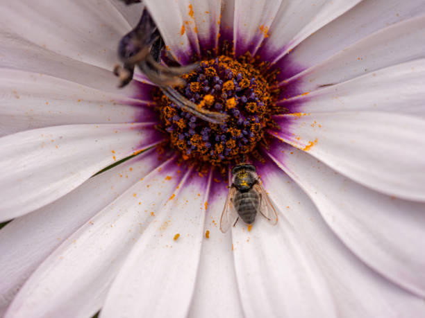 传粉 - chuán fěn