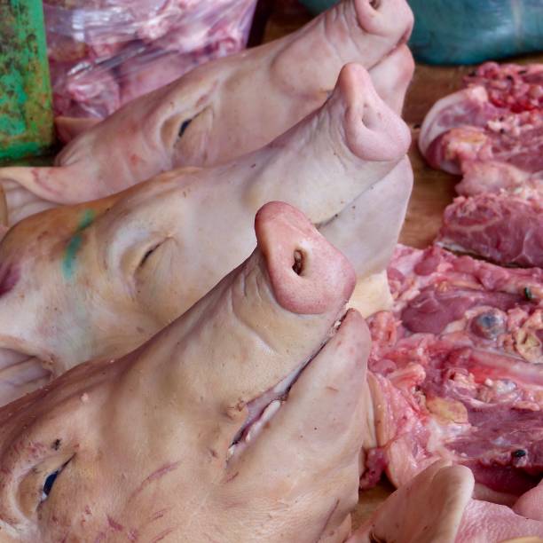 生猪 - shēng zhū