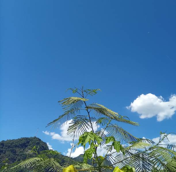 团弄 - tuán nòng