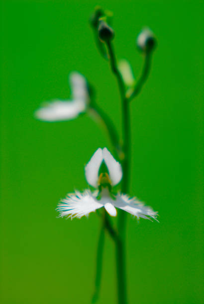 卵生 - luǎn shēng