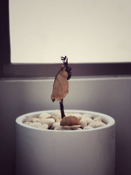 生灵 - shēng líng