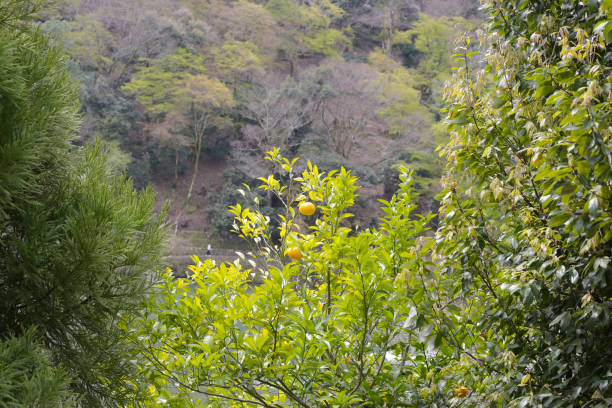 天兵 - tiān bīng