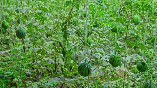 青椒 - qīng jiāo