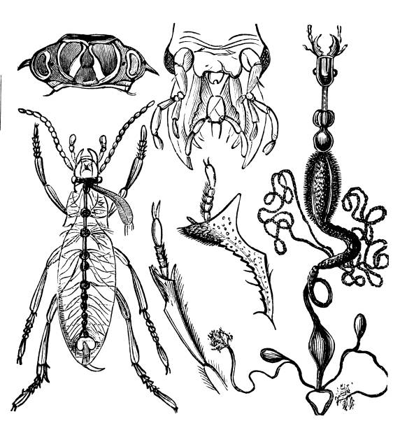 间种 - jiàn zhòng