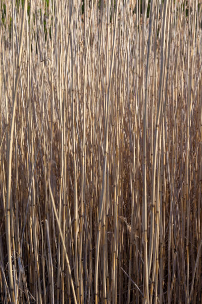 簧管 - huáng guǎn