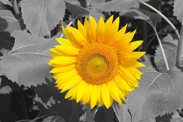 中央 - zhōng yāng