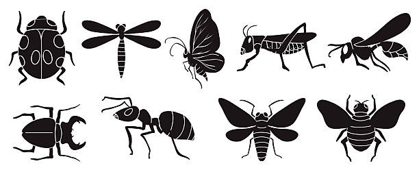 昆虫 - kūn chóng