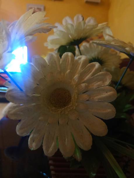 增光 - zēng guāng