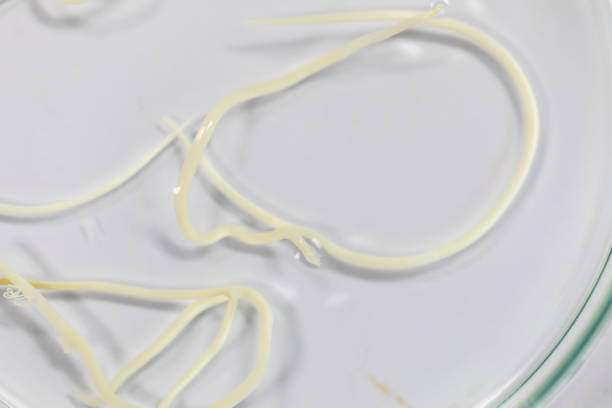 线虫 - xiàn chóng