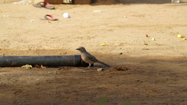 主凶 - zhǔ xiōng