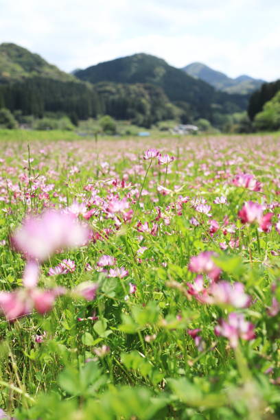 朝纲 - cháo gāng