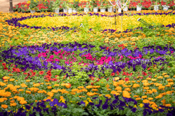 香味 - xiāng wèi