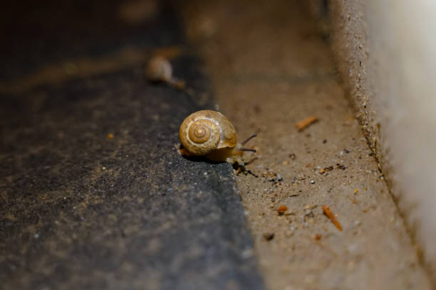 光线 - guāng xiàn