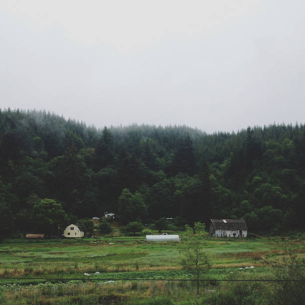 林场 - lín chǎng