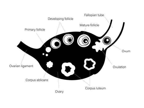 卵巢 - luǎn cháo