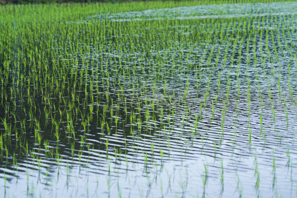水田 - shuǐ tián