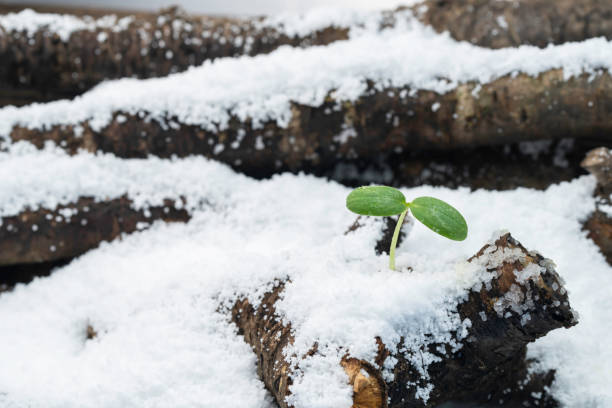 再生 - zài shēng