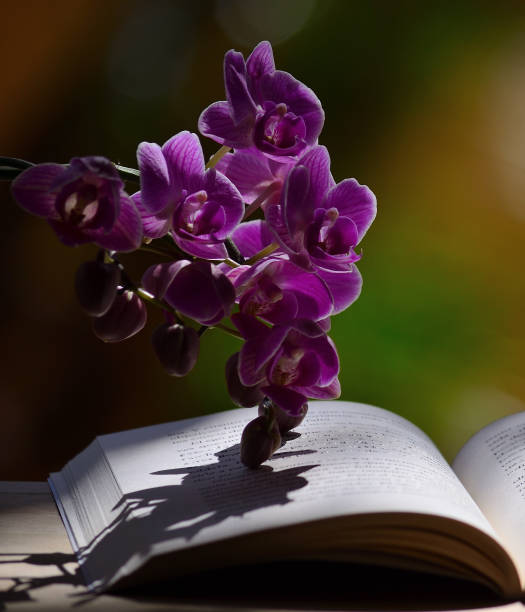 兰章 - lán zhāng