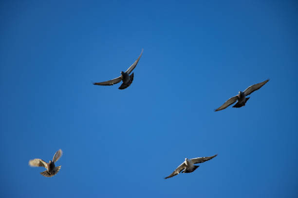 飞翔 - fēi xiáng