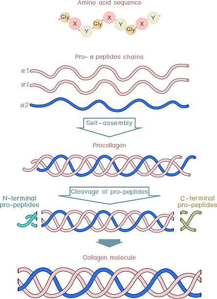 延长 - yán cháng