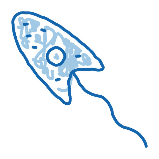 原虫 - yuán chóng