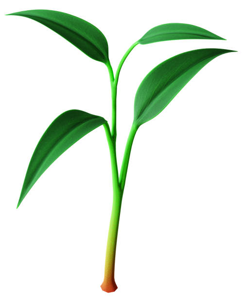 庄稼 - zhuāng jia