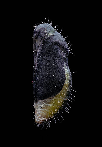 崩症 - bēng zhèng