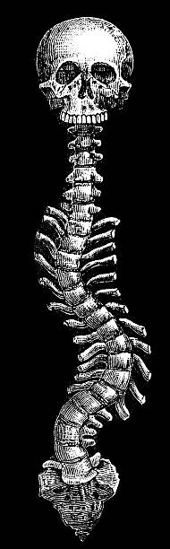 中坚 - zhōng jiān