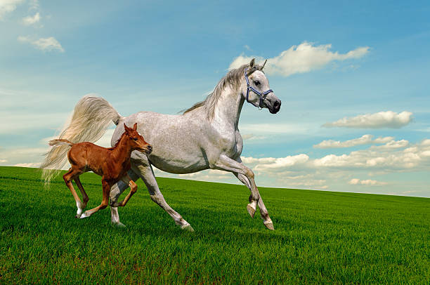 纯种 - chún zhǒng