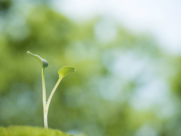 萌动 - méng dòng