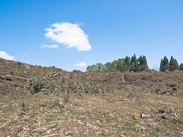 明断 - míng duàn