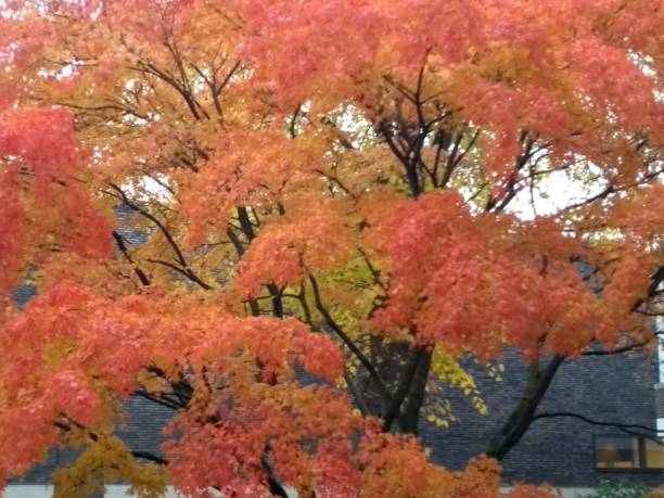 摔倒 - shuāi dǎo