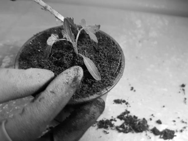 偏旁 - piān páng