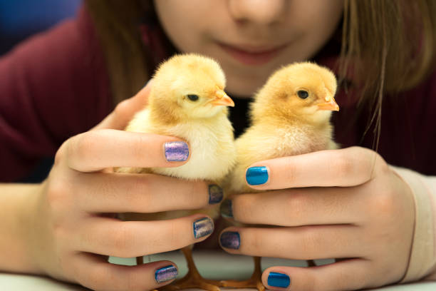 稚虫 - zhì chóng