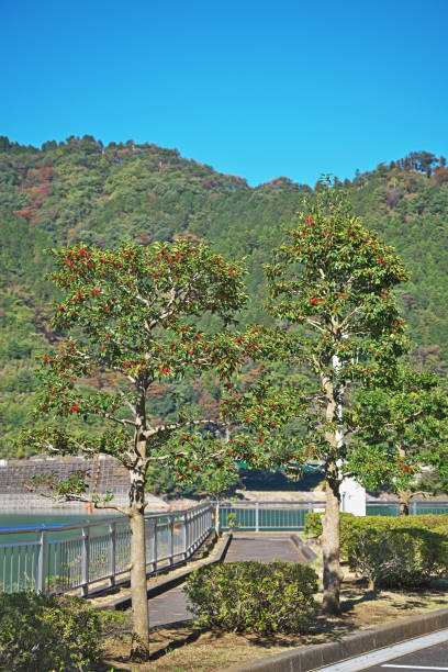 中辍 - zhōng chuò