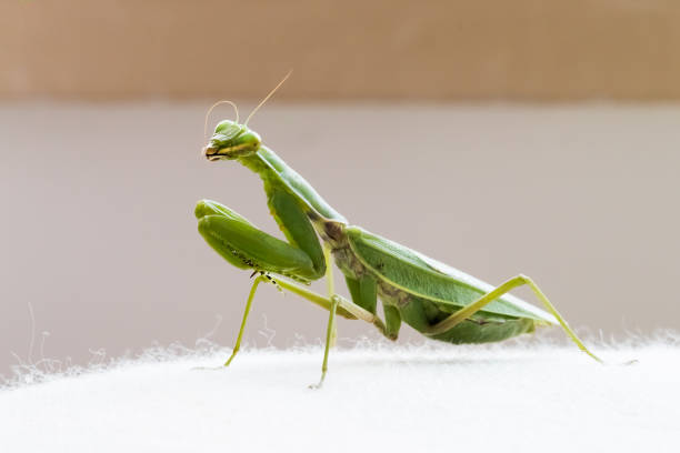 螳螂 - táng láng